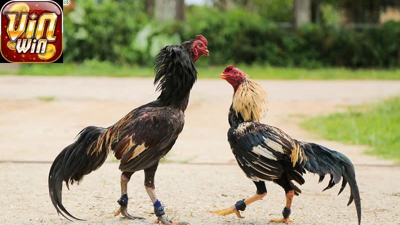 Các Bước Thực Hiện Cách Ép Cân Đá Gà