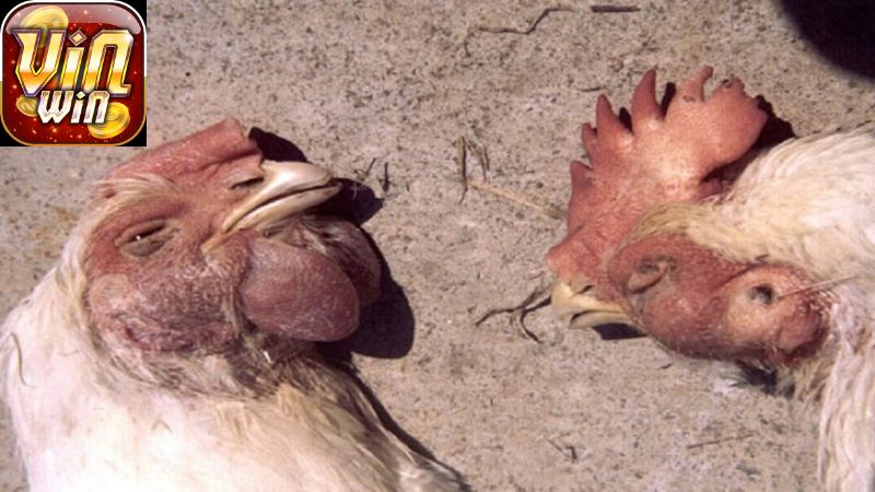 Chữa bệnh hen ở gà? Nguyên nhân và dấu hiệu nhận biết