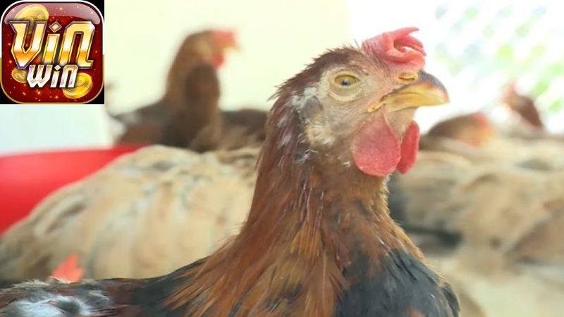 Biện pháp phòng ngừa bệnh hen ở gà