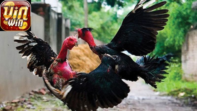 5 Loại Thức Ăn Tốt Nhất Cho Gà Chọi Hiện Nay